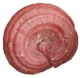 《海市蜃楼之馆》开发商冒险新作《项目代号M》公布